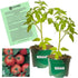 Clovers Garden Early Girl Tomato Plants- Two (2) Live Plants Non-GMO -