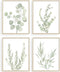 Botanical Boho Bathroom Decor Wall Art Prints, UNFRAMED Sage Green Plants Decor, Set of 4 Pictures (8"x10")