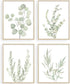 Botanical Boho Bathroom Decor Wall Art Prints, UNFRAMED Sage Green Plants Decor, Set of 4 Pictures (8"x10")