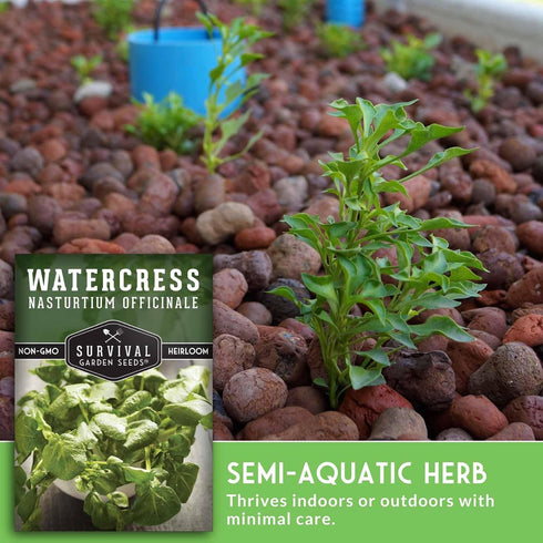 Packet (3 Packs) Watercress Seed for Planting - with Instructions to Grow Nasturtium officinale in Your Home Vegetable