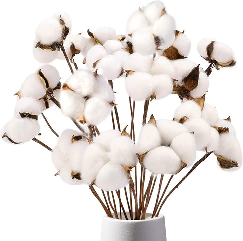 DomeStar Natural Dried Cotton Stems, 8 Packs Total, 15 Bolls Cotton Sprigs Blooms for Vase Fillers