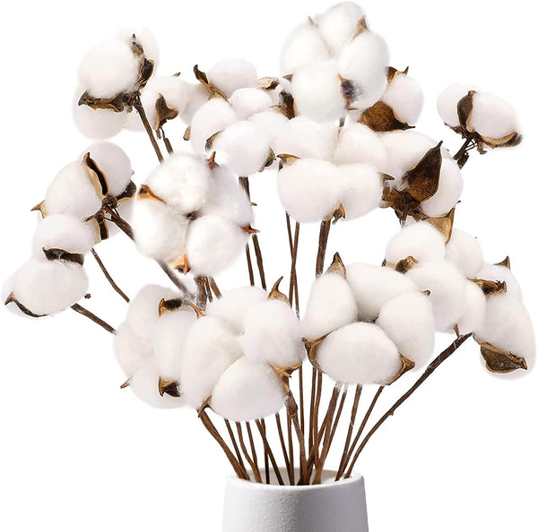 DomeStar Natural Dried Cotton Stems, 8 Packs Total, 15 Bolls Cotton Sprigs Blooms for Vase Fillers