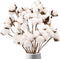 DomeStar Natural Dried Cotton Stems, 8 Packs Total, 15 Bolls Cotton Sprigs Blooms for Vase Fillers