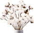 DomeStar Natural Dried Cotton Stems, 8 Packs Total, 15 Bolls Cotton Sprigs Blooms for Vase Fillers