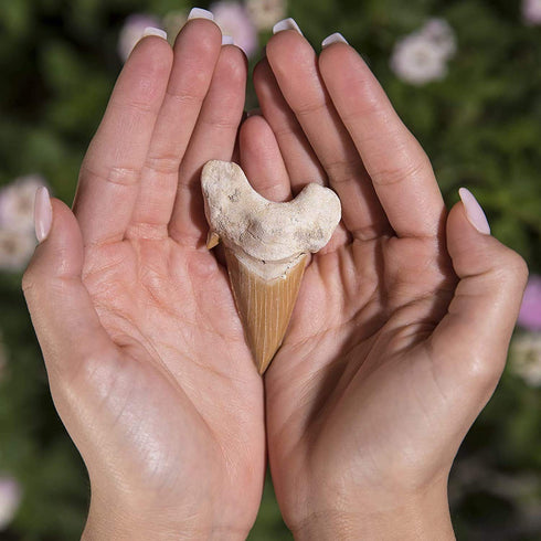 KALIFANO Authentic Fossilized Prehistoric Shark Teeth from Morocco - Shark Tooth for Fossil Collections and Education