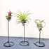 6 Packs 3 AHANDMAKER Airplant Planter Holder, Sizes Air Plant Container Tillandsia Holder for Displaying Small Air