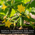 10+ Mini Me Cucumber Seeds for Planting Premium Mini Vegetable Garden Seeds High-Yield Compact Cucumbers