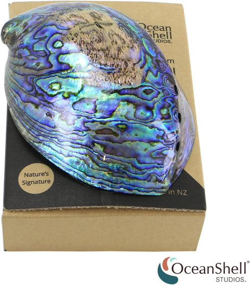 Polished Abalone Shell, 4.5" to 5.5", in Gift Box for Smudging, Cleansing, Meditation, Home Décor - 100% Natural Shell