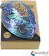 Polished Abalone Shell, 4.5" to 5.5", in Gift Box for Smudging, Cleansing, Meditation, Home Décor - 100% Natural Shell