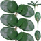 FagusHome 6 PCS Green Artificial Phalaenopsis Orchids Leaves, Faux Orchids Leaf 11 Inches