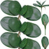 FagusHome 6 PCS Green Artificial Phalaenopsis Orchids Leaves, Faux Orchids Leaf 11 Inches