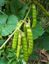 80+ Count 2026 TomorrowSeeds - True Jicama Seeds - - for Planting USA Garden Vegetable Mexican Yam Bean Root Potato