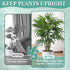 GLCSC 8pcs Plant Stem Support, Plant Support for Indoor Plants, Plastic Reusable Plant Stabilizer, Indoor Plants