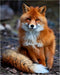 "Cute Woodland Fox" Wall Art Print - 8x10" Unframed Forest Animal Print