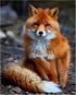 "Cute Woodland Fox" Wall Art Print - 8x10" Unframed Forest Animal Print