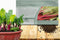 Outsidepride Red Swiss Chard Seeds for Planting Vegetables & Microgreens - 2000