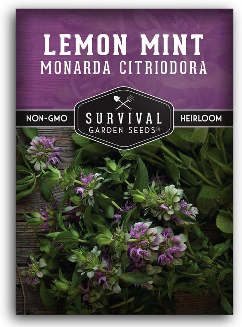 Lemon Mint Seeds for Planting (Monarda Citriodora) | Lemon Bee Balm/Horse Mint