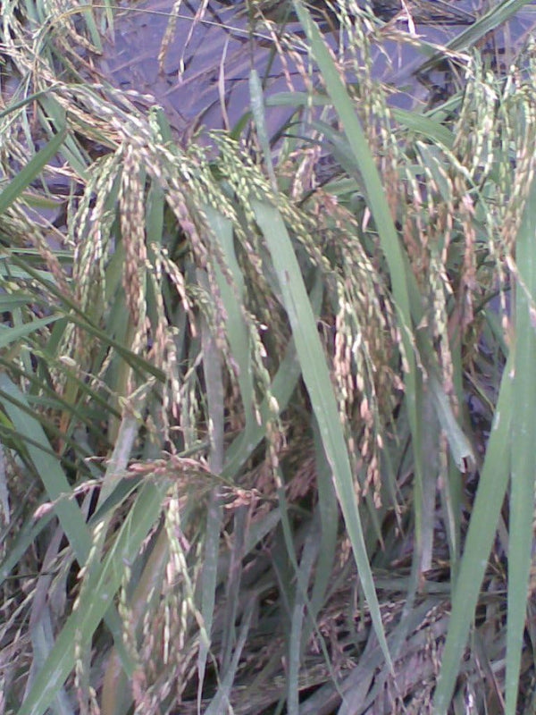 Seedville 100 Long Grain Brown White Rice Oryza Sativa Vegetable Seeds