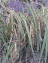 Seedville 100 Long Grain Brown White Rice Oryza Sativa Vegetable Seeds