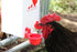 1 2 RentACoop Gallon Chicken Waterer with Auto-Fill Cups, Horizontal Nipples and Anti-Roost Cone - Suitable for Chicks