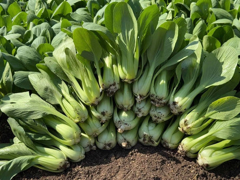 Generic 3000+ 99% Organic Bok Choy Seeds Ci Tha Pak Choi Chinese Cabbage Non-GMO, Heirloom, Made in USA - Germination