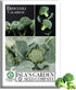 Calabrese Green Sprouting Broccoli Seeds 1000+ Non-GMO & Heirloom Seeds, Brassica oleracea,