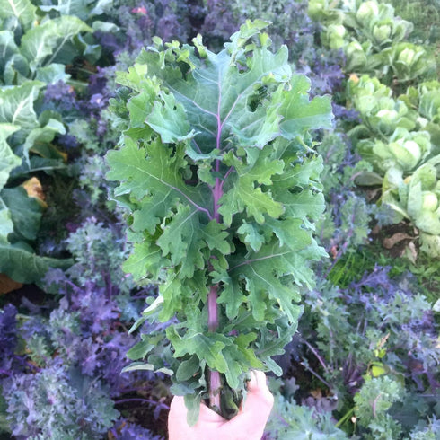 1 Todd's Seeds Red Russian Kale Seed - Pound
