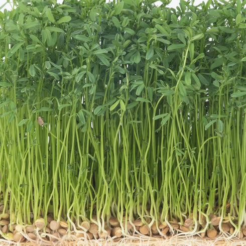 Heirloom Non-GMO Green Lentil Seeds - One Pound for Sprouting