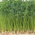 Heirloom Non-GMO Green Lentil Seeds - One Pound for Sprouting