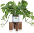 Vigordream Plant Stand, Indoor/Outdoor Wood Plant Holder, Single Flower Pot Stand, Sturdy