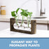 GARDEN REPUBLIC Plant Propagation Station, Wooden Stand with Propagation Tubes, Hanging Plant Glass Tubes Station