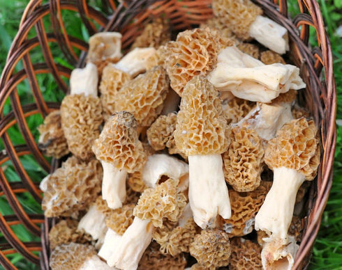 Nature's Treasures TRUE morel mushroom grow kit grow morel mushrooms at home and garden