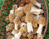 Nature's Treasures TRUE morel mushroom grow kit grow morel mushrooms at home and garden