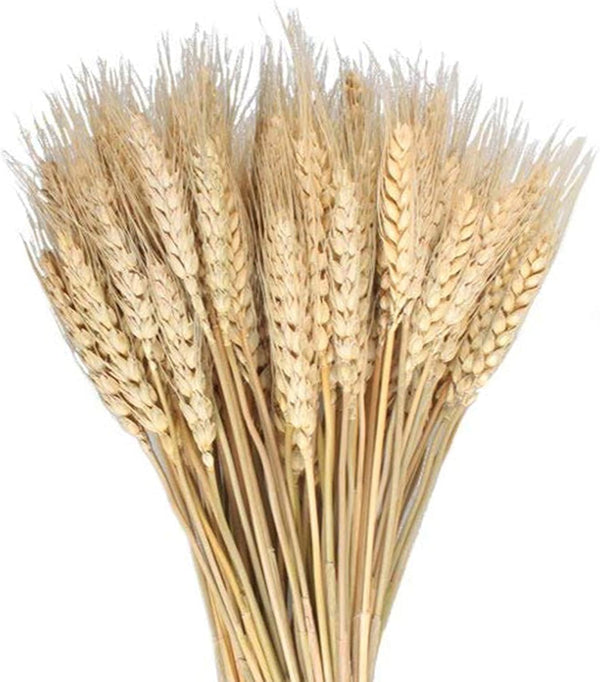 100 Pcs Dried Wheat Sheaves Bundle, Golden Natural Wheat Bouquet for Fall Farmhouse DIY Decor (16")