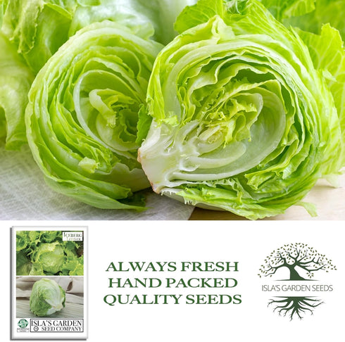 2500+ Iceberg Lettuce Seeds (Lactuca Sativa VAR) Heirloom Non-GMO Seeds by Islas Garden Seeds, Crisp Round Heads