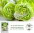 2500+ Iceberg Lettuce Seeds (Lactuca Sativa VAR) Heirloom Non-GMO Seeds by Islas Garden Seeds, Crisp Round Heads