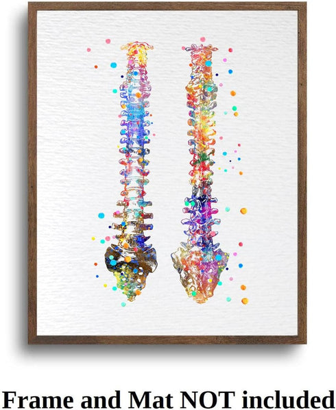 Dignovel Studios 11X14 DN529 Unframed Human Spine Bone Anatomy Medical Doctor Watercolor Art Print Poster Housewarming