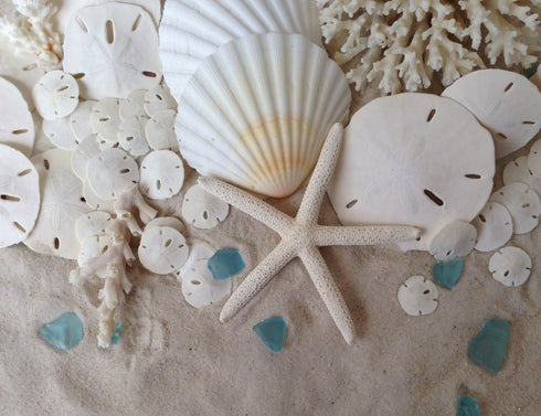 Tumbler Home Small Natural White Sand Dollars, 50 pcs - Wedding, Sea Shell Craft, 1 1/4" to 1 1/2"