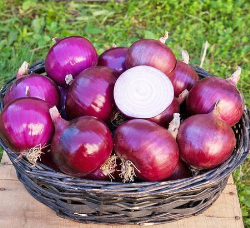 30+ Onion Vegetable Seeds for Planting Outdoors Garden Heirloom Non-GMO