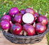 30+ Onion Vegetable Seeds for Planting Outdoors Garden Heirloom Non-GMO