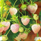 Votaniki Pineberry White Strawberry - Perennial Strawberry Grade #1 Bare Root Ready to