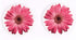 Pink Daisies 2.75 x 2.75 Absorbent Ceramic Car Coasters, Pack of 2