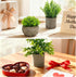 AUUGUU Artificial Potted Plants Faux Greenery in Cement Pots for Shelf, Bookshelf, Office or Home Decor, Small