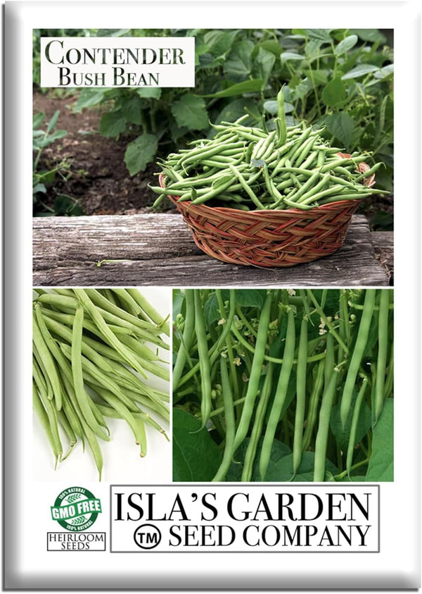 Contender Bush Bean Seeds (Phaseolus vulgaris) 50 Non-GMO Heirloom Seeds by Islas