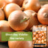 Packet Sow Right Seeds - Texas Early Grano Onion Seeds for Planting - Non-GMO Heirloom with Instructions to Plant a