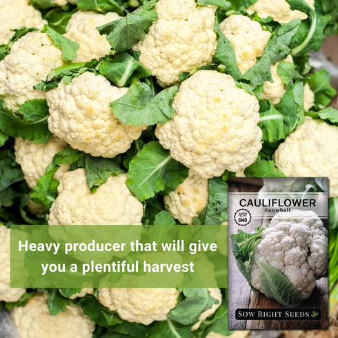 Packet (4) Sow Right Seeds - Snowball Cauliflower Seed for Planting - Non-GMO Heirloom with Instructions to Plant a