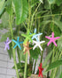 LJY 40 Pieces 2.3 Inches Resin Pencil Finger Starfish with Rope for Christmas Tree Ornaments