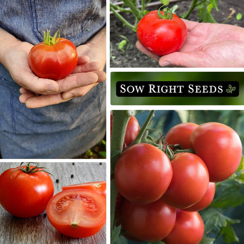 Packet Sized(1) Sow Right Seeds - Homestead Tomato Seeds for Planting - Non-GMO Heirloom with Instructions to Plant a