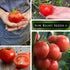 Packet Sized(1) Sow Right Seeds - Homestead Tomato Seeds for Planting - Non-GMO Heirloom with Instructions to Plant a