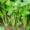 500+ Kong Xin CAI Vegetable Seeds Water Spinach Kangkong Delicious Vegetable Seeds